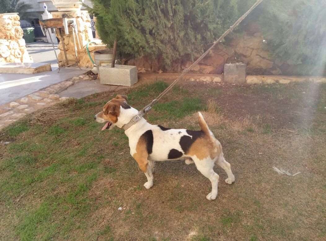 תמונה 2 ,כלבים גק ראסל טרייר   גורים למכירה במגאר