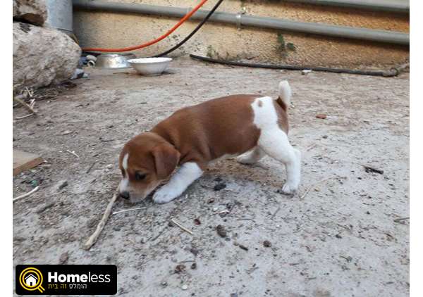 תמונה 1 ,כלבים גק ראסל טרייר   גיקי למכירה בשפרעם