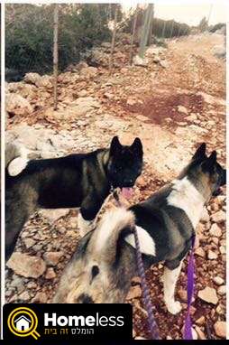 תמונה 4 ,כלבים אקיטה יפני   רוסלנה למכירה במשגב עם