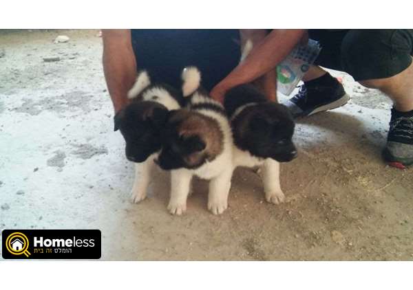 תמונה 1 ,כלבים אקיטה יפני   איימן למכירה בכרמיאל