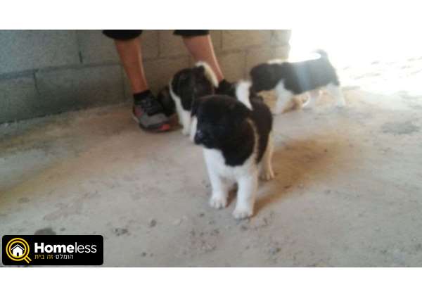 תמונה 2 ,כלבים אקיטה יפני   איימן למכירה בכרמיאל