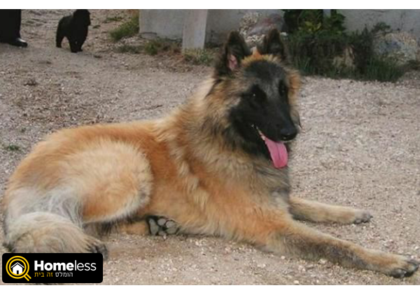 תמונה 4 ,כלבים רועה גרמני   קרלוס למכירה בבאר שבע
