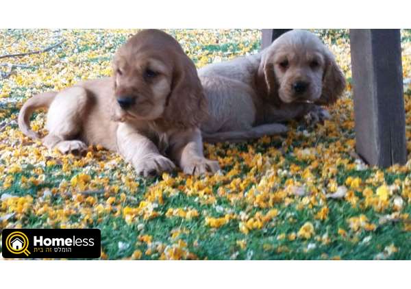 תמונה 1 ,כלבים קוקר ספנייל   גורי קוקר למכירה בנס עמים