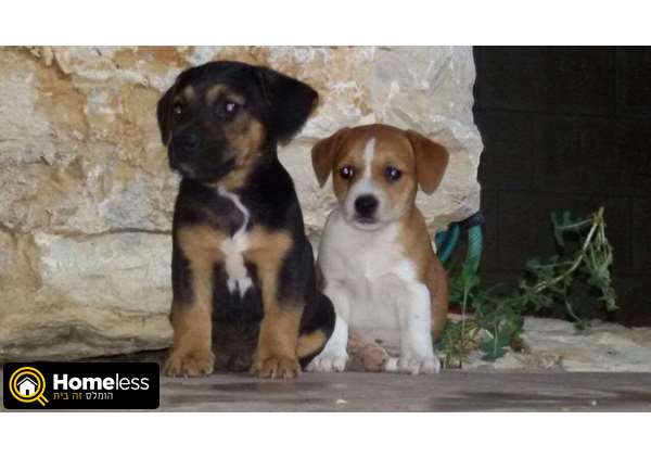 תמונה 1 ,כלבים גק ראסל טרייר   מיקי למכירה בשפרעם