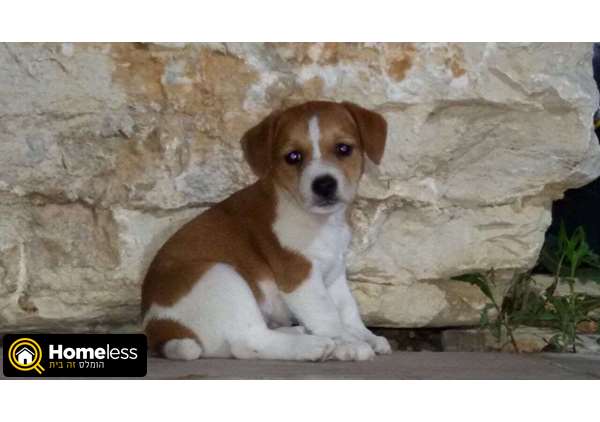 תמונה 2 ,כלבים גק ראסל טרייר   מיקי למכירה בשפרעם
