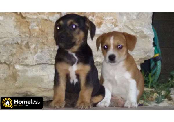 תמונה 3 ,כלבים גק ראסל טרייר   מיקי למכירה בשפרעם
