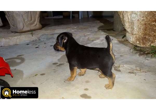 תמונה 4 ,כלבים גק ראסל טרייר   מיקי למכירה בשפרעם