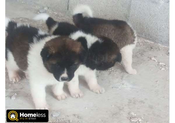 תמונה 1 ,כלבים אקיטה יפני   אקיטה למכירה בכרמיאל