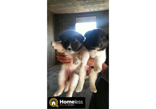 תמונה 4 ,כלבים אקיטה יפני   אקיטה למכירה בכרמיאל