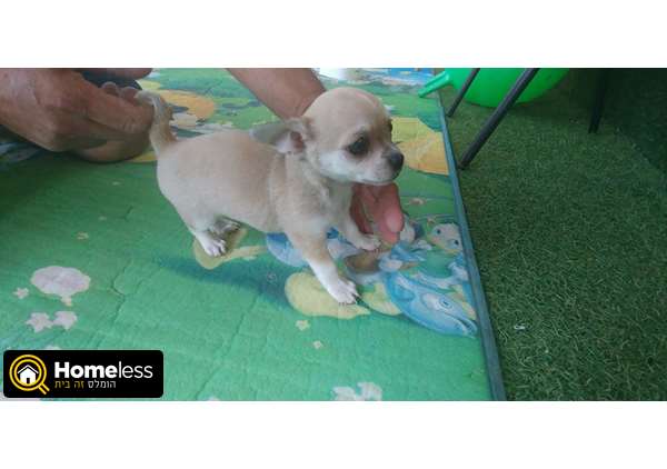 תמונה 2 ,כלבים צ`יוואווה   מילקי למכירה בשדרות