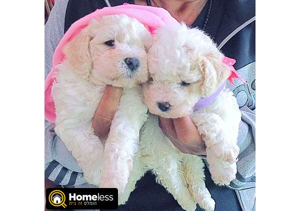 תמונה 1 ,כלבים בישון פריזה   גורים למכירה למכירה בפרדסיה