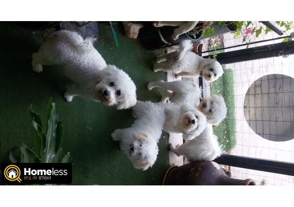 תמונה 2 ,כלבים בישון פריזה   גורים למכירה למכירה בפרדסיה
