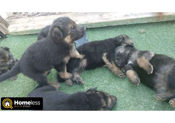 תמונה 2 ,כלבים רועה גרמני   גורים רועה גרמני גזעיים למכירה בנתיבות
