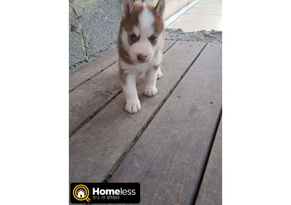 תמונה 1 ,כלבים האסקי סיביר   יניב למכירה בבית שמש