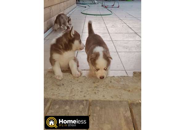 תמונה 2 ,כלבים האסקי סיביר   יניב למכירה בבית שמש