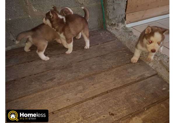 תמונה 3 ,כלבים האסקי סיביר   יניב למכירה בבית שמש