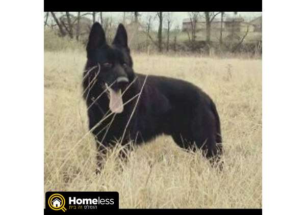 תמונה 1 ,כלבים רועה גרמני   שחור למכירה בתל אביב