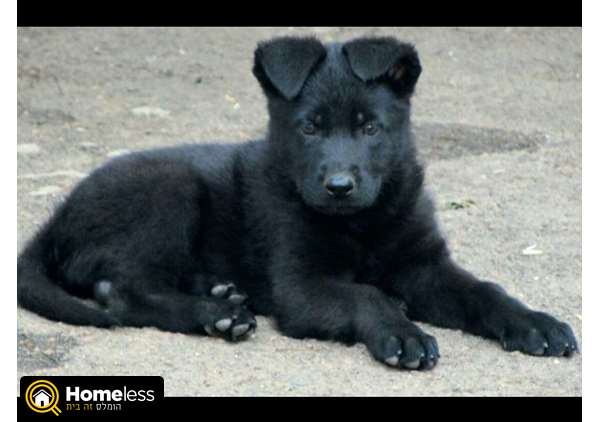תמונה 2 ,כלבים רועה גרמני   שחור למכירה בתל אביב