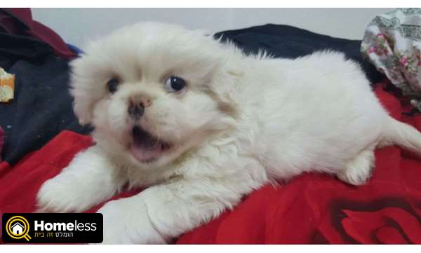 תמונה 1 ,כלבים פקינז   לבן גזעי למכירה בחיפה