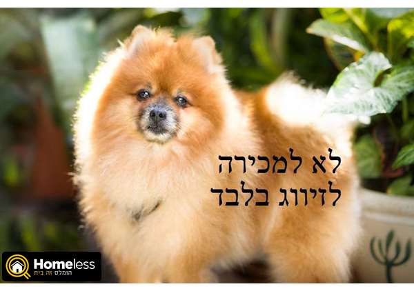 תמונה 1 ,כלבים פומרניאן   פומרניאן לשידוך באור יהודה