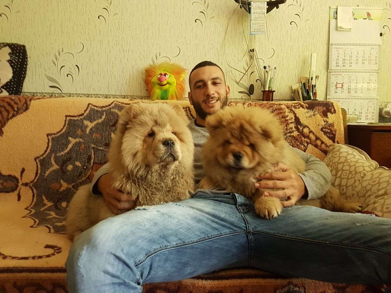 תמונה 1 ,כלבים צ`או צ`או   צ'או צ'או  למכירה בתל אביב