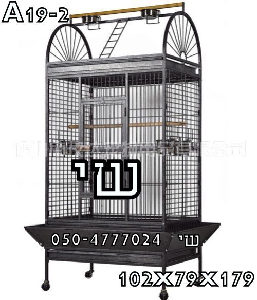 תמונה 4 ,תוכים ובעלי כנף תוכים   ג'אקו קונגו למכירה בתל אביב