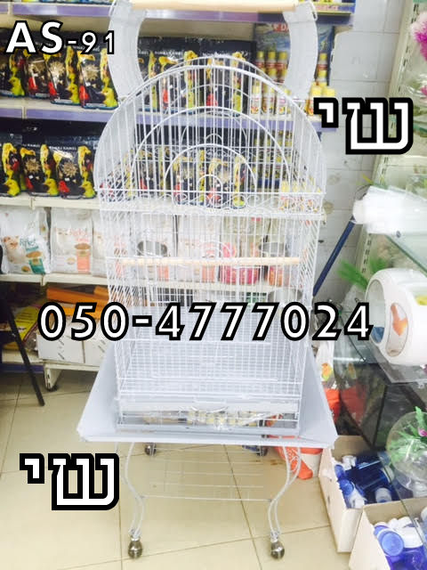 תמונה 7 ,תוכים ובעלי כנף תוכים   ג'אקו קונגו למכירה בתל אביב