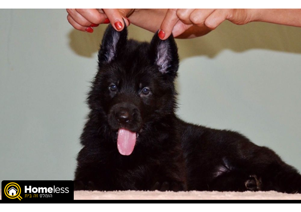תמונה 1 ,כלבים רועה גרמני   שחור פחם למכירה בתל אביב