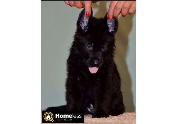 תמונה 2 ,כלבים רועה גרמני   שחור פחם למכירה בתל אביב