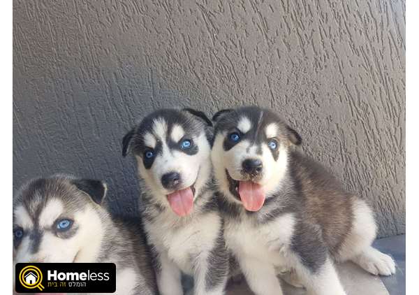 תמונה 1 ,כלבים האסקי סיביר   האסקי סיברי למכירה בנתיבות
