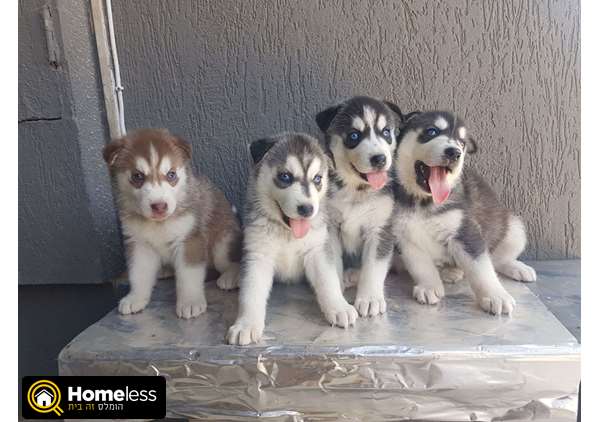 תמונה 3 ,כלבים האסקי סיביר   האסקי סיברי למכירה בנתיבות