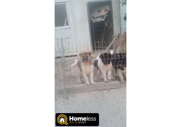 תמונה 1 ,כלבים אקיטה יפני   אקיטה אמרקאי למכירה בבית שאן