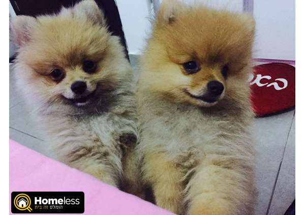 תמונה 2 ,כלבים פומרניאן   צאבי למכירה בקרית אונו