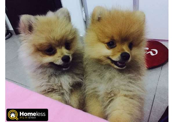 תמונה 3 ,כלבים פומרניאן   צאבי למכירה בקרית אונו