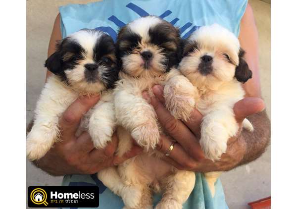 תמונה 1 ,כלבים שי צו   שיצו למכירה בתל אביב