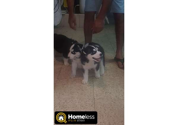 תמונה 2 ,כלבים האסקי סיביר   אסקי למכירה בתל אביב