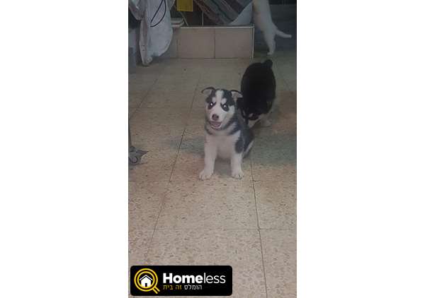 תמונה 3 ,כלבים האסקי סיביר   אסקי למכירה בתל אביב