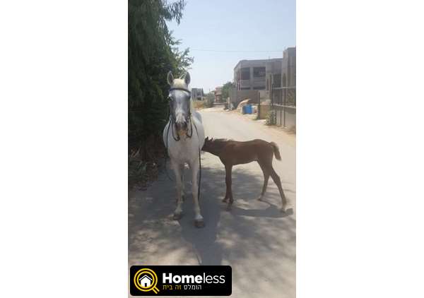 תמונה 1 ,סוסים    חמודי מאדי למכירה במגד אלכרום
