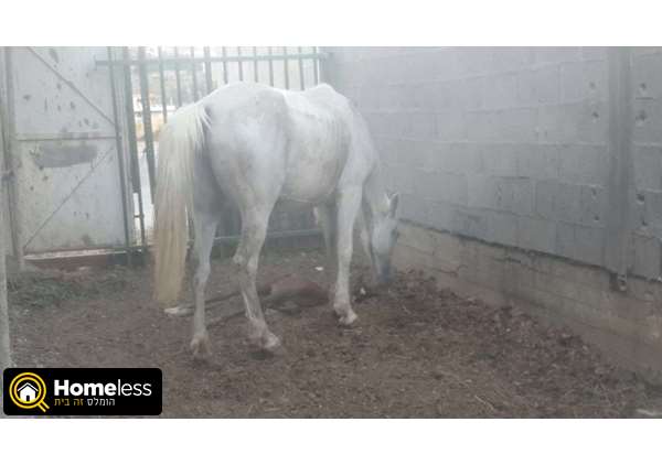 תמונה 2 ,סוסים    חמודי מאדי למכירה במגד אלכרום