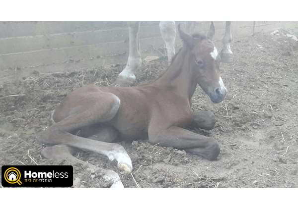 תמונה 3 ,סוסים    חמודי מאדי למכירה במגד אלכרום