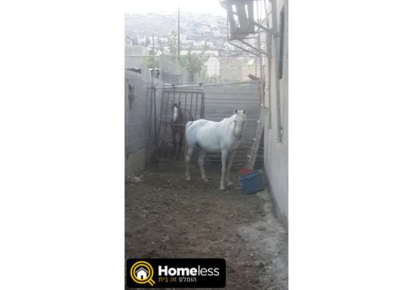 תמונה 4 ,סוסים    חמודי מאדי למכירה במגד אלכרום
