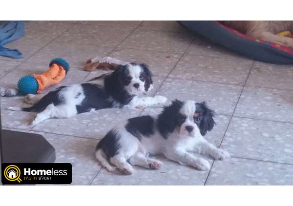 תמונה 2 ,כלבים קבליר קינג צארלס ספנייל   גורים למכירה באילת