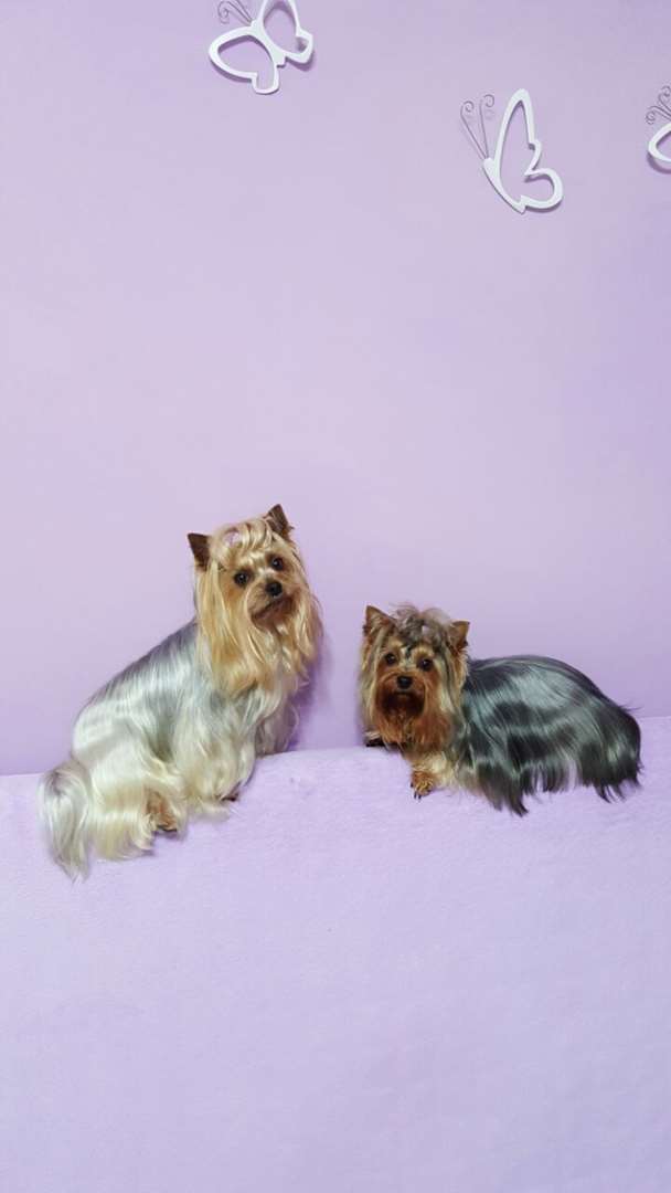 תמונה 1 ,כלבים יורקשייר טרייר   גורי יוקשייר טרייר למכירה בקרית עקרון