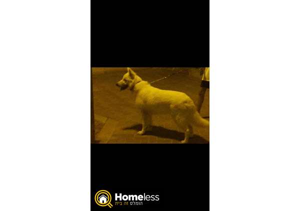 תמונה 1 ,כלבים רועה שוויצרי לבן   רוקי למסירה במנחמיה