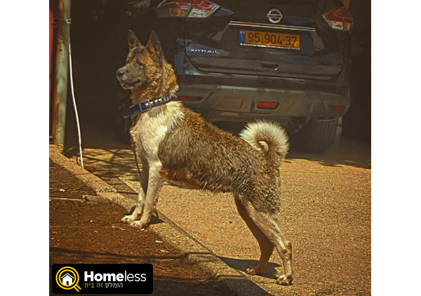 תמונה 4 ,כלבים אקיטה יפני   Luka למכירה בגבעת עוז