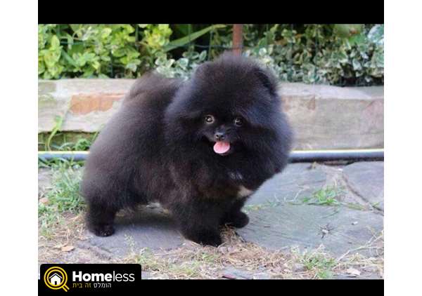 תמונה 1 ,כלבים פומרניאן   נדיר שחור למכירה בתל אביב