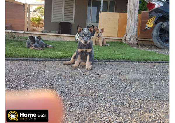 תמונה 4 ,כלבים רועה אוסטרלי   כלב בקר אוסטרלי למכירה בפוריה עילית