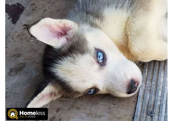תמונה 1 ,כלבים האסקי סיביר   כל מיני למכירה בראש העין
