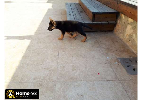 תמונה 3 ,כלבים רועה גרמני   גור למכירה בירושלים