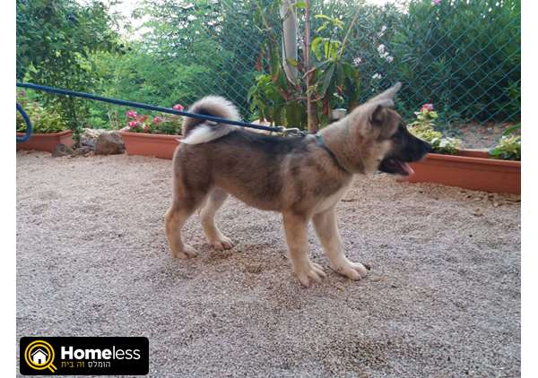 תמונה 1 ,כלבים אקיטה יפני   אין למכירה בחיפה